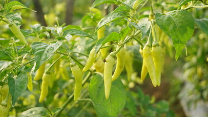 Green chili on the tree in garden Organic homegrown ready to be picked soon