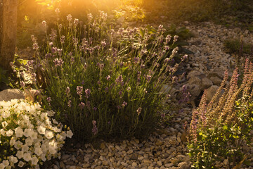 Decorated colorful flowerbed with stones as a decorative elements. Landscape design.