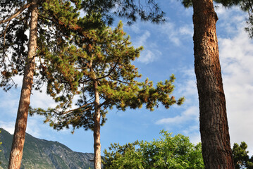 Fototapeta premium Trees seen against Blue Summer Sky 
