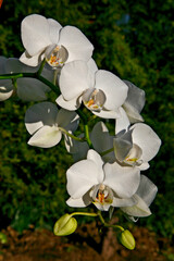 Orchid flower