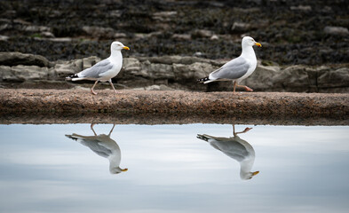 Two seagulls walking along a sea pool wall and reflected in the water