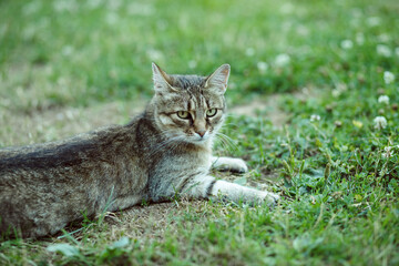 Naklejka na ściany i meble Tabby cat lying on the lawn in the garden. High quality photo.