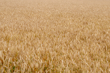 Selective focus of golden yellow grain on the field, Triticum aestivum common bread wheat, Ripe ears of green rye in the farm in summer, Agriculture industry in countryside, Nature pattern background.