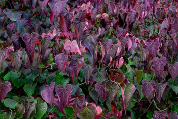 Deurstickers Selective focus of pansy redbud leaves on the tree, Cercis canadensis or Amerikaanse Judasboom, The eastern redbud is a large deciduous shrub or small tree, Nature leafs pattern background. © Sarawut