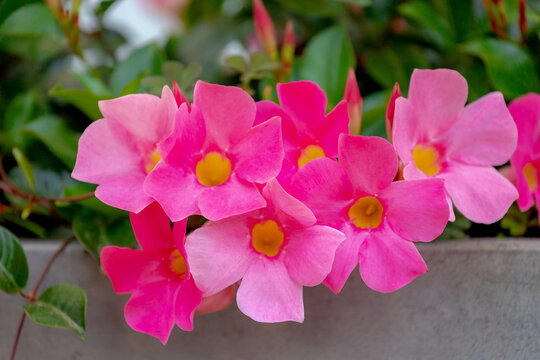 Selective focus of purple pink flower Rocktrumpet in the garden, Mandevilla is a genus of tropical and subtropical flowering vines belonging to the family Apocynaceae, Nature floral background.