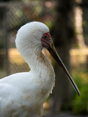 white birds with a long flat beak