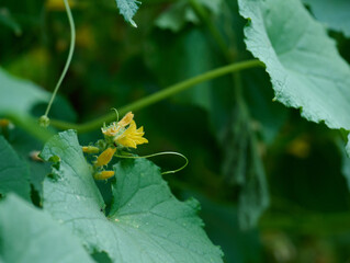 Growing bushes of cucumbers with green leaves in the vegetable garden on a summer day