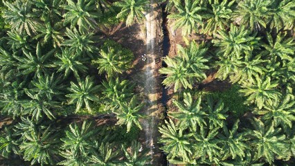 The Palm Oil Estates at Sarawak, the Borneo Island, Malaysia