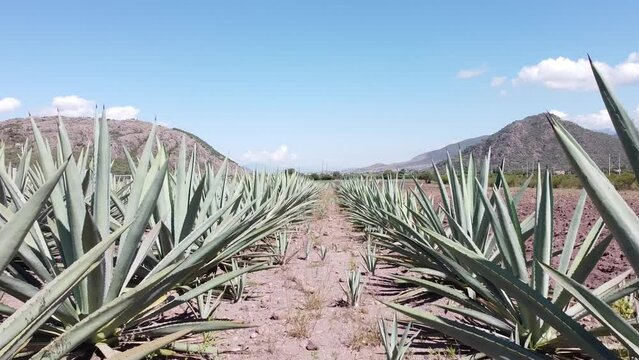 Maguey