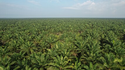 Fototapeta na wymiar The Palm Oil Estates at Sarawak, the Borneo Island, Malaysia