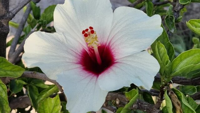 Flor de Hibiscus blanco del mediterr&aacute;neo con largo estambre blanco y rojo
