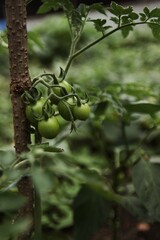 unripe tomato fruits on the garden bed at home.  tomatoes covered with raindrops after rain