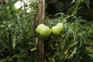 unripe tomato fruits on the garden bed at home.  tomatoes covered with raindrops after rain