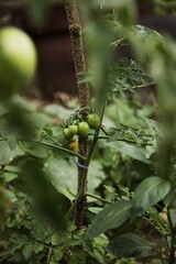 unripe tomato fruits on the garden bed at home.  tomatoes covered with raindrops after rain