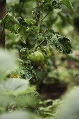 unripe tomato fruits on the garden bed at home.  tomatoes covered with raindrops after rain