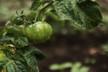 unripe tomato fruits on the garden bed at home.  tomatoes covered with raindrops after rain