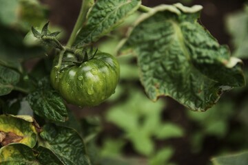 unripe tomato fruits on the garden bed at home.  tomatoes covered with raindrops after rain