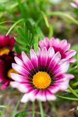 Fototapeta premium close up of pink flower