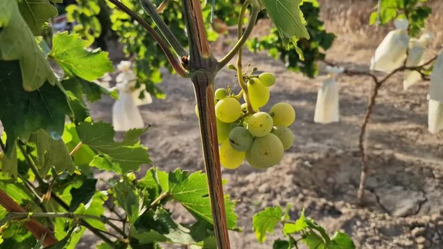 Racimo de uva blanca peque&ntilde;o en una vid o parra de primer a&ntilde;o de producci&oacute;n.