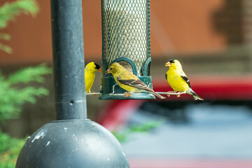 American Goldfinch at a backyard feeder. Shot in Toronto's Beaches neighbourhood in July. Room for...