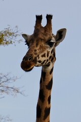 portrait of a giraffe
