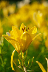 Fototapeta premium Close up of Yellow lily flower. Hemerocallis also called Lemon Lily, Yellow Daylily, Hemerocallis flava.