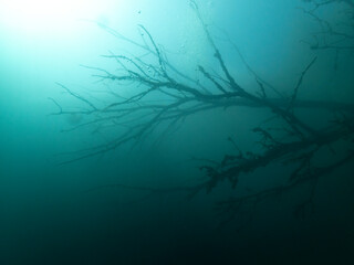 Fototapeta na wymiar Fallen Tree Underwater
