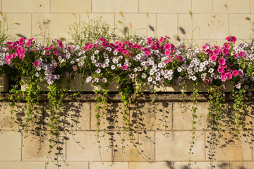 Colourful flower boxes hanging on a stone wall, photographed in the town of Amboise, Loire Valley, France. 