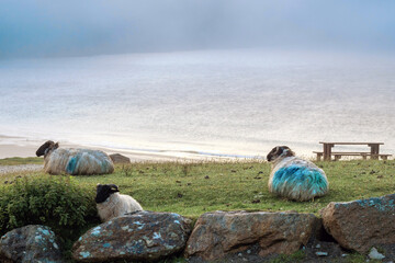 Three sheep sleep over by a beach and ocean. Calm and relaxing mood. Keem bay and beach. Popular travel area for water sport and hiking offering stunning nature view. Ireland. Fog over water