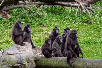 Family of black chimpanzee in a zoo on a green grass and fallen tree. Friendly group of monkey.