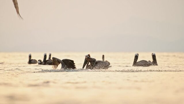 Costa Rica Birds and Wildlife, Brown Pelican (pelecanus occidentalis) Feeding Frenzy, Amazing Animal Behaviour of Large Flock Flying and Diving in Pacific Ocean Coast at Sunset, Punta Leona