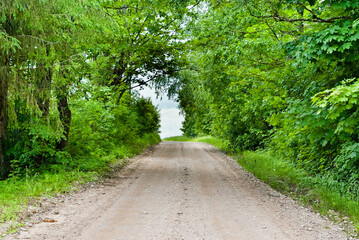 Obraz premium rural dirt road and avenue of trees