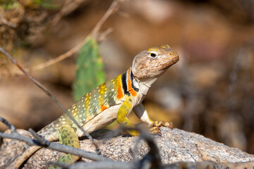 Eastern collared lizard, Crotaphytus collaris, basking in the sun on a rock in the Sonoran Desert. A colorful large lizard with yellow, red and green markings. Pima County, Oro Valley, Arizona, USA.