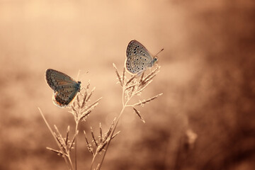 a pair of brick butterflies in a garden