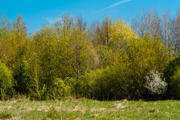 Fototapeta premium rural landscape, pictured field, blue sky and forest