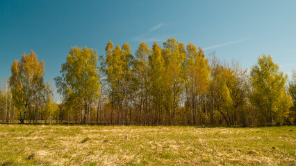 rural landscape, pictured field, blue sky and forest