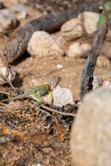 Eastern collared lizard, Crotaphytus collaris, basking in the sun on a rock in the Sonoran Desert. A colorful large lizard with yellow, red and green markings. Pima County, Oro Valley, Arizona, USA.
