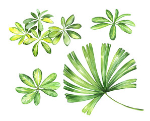 Watercolor set of tropical plants. Exotic leaf backgrounds for banners, cards, wedding stationery, greetings, backgrounds, textiles, DIY, wrapping paper.