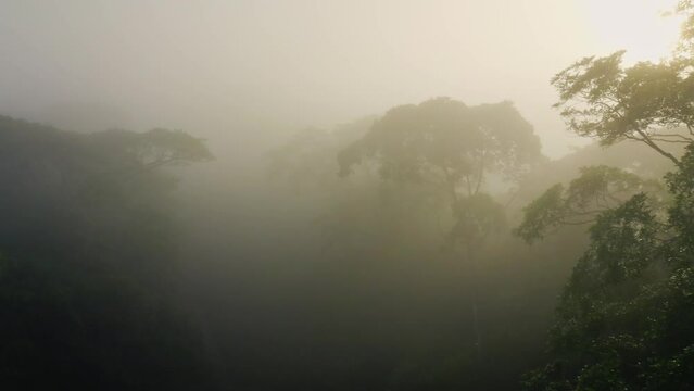 Aerial Drone View of Costa Rica Misty Rainforest Scenery, Above the Trees and Tree Tops in Beautiful Tropical Jungle Landscape, an Area of Primary Rainforest with no Deforestation at Boca Tapada