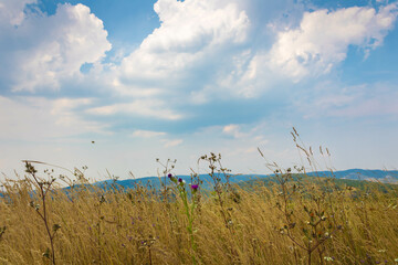 Dry field mountain grass on the horizon and a beautiful sky with clouds, Zlatar mountain, Serbia