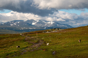 A family of reindeers near the Blahammaren mountain station, Jamtland, Sweden