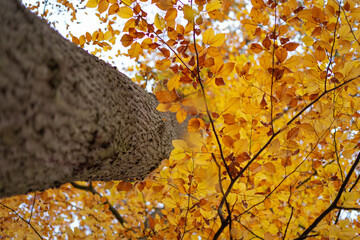 A tree in autumn with yellow and orange leaf.