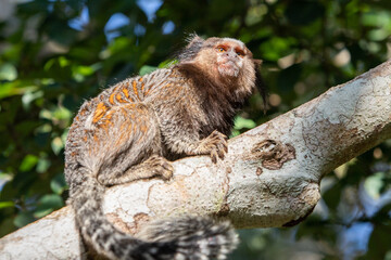 Marmoset monkey in Brazilian forrest