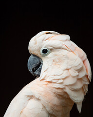 portrait of a white parrot