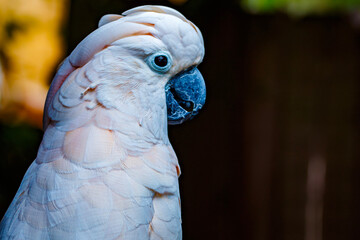 Cockatoo Close Up Portrait 