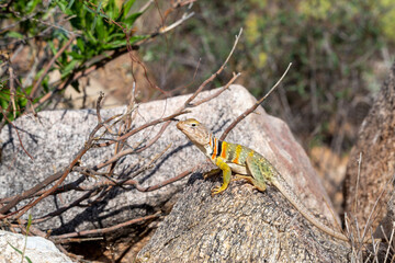 Eastern collared lizard, Crotaphytus collaris, basking in the sun on a rock in the Sonoran Desert. A colorful large lizard with yellow, red and green markings. Pima County, Oro Valley, Arizona, USA.