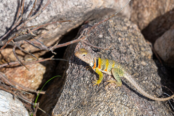 Eastern collared lizard, Crotaphytus collaris, basking in the sun on a rock in the Sonoran Desert. A colorful large lizard with yellow, red and green markings. Pima County, Oro Valley, Arizona, USA.