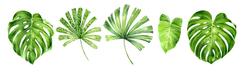 Set of tropical green leves. Monstera, Licuala spinosa palm leaves, Philodendron leaf. Exotic plants for banners, cards, wedding stationery, greetings, backgrounds, textiles, DIY, wrapping paper.