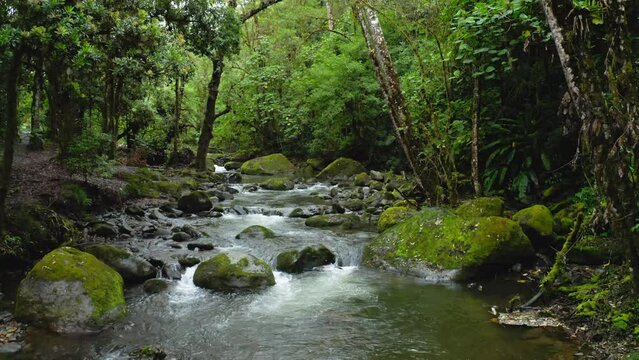 Aerial Drone View of River in Costa Rica Rainforest Scenery, Beautiful Nature with Water Flowing Through the Jungle at Savegre, San Gerardo De Dota, Central America