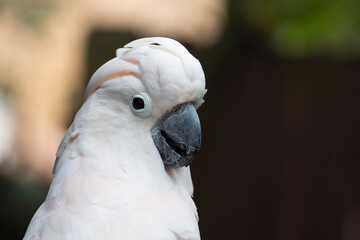 White cockatoo parrot 